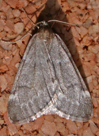 Fall Cankerworm